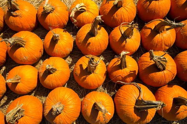 Calabazas frescas recogidas del parche — Foto de Stock