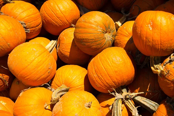 Zucche appena raccolte dal cerotto — Foto Stock