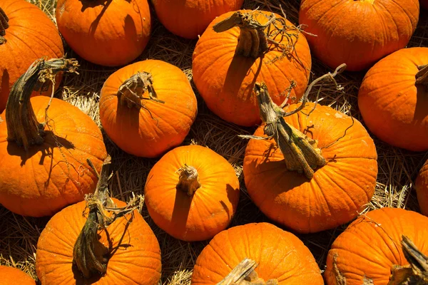 Pumpor färska plockade från plåstret — Stockfoto