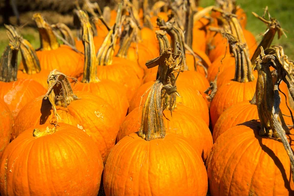 Pompoenen vers geplukt van de patch — Stockfoto