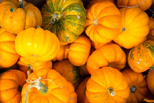 Pumpor färska plockade från plåstret — Stockfoto