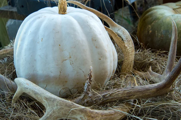 Pumpkins and gourds fresh picked from the farm — Stock Photo, Image