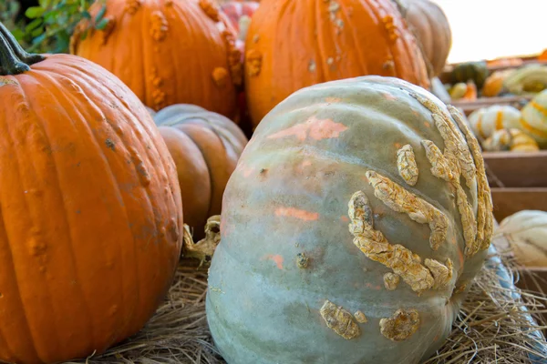 Calabazas y calabazas frescas recogidas de la granja — Foto de Stock