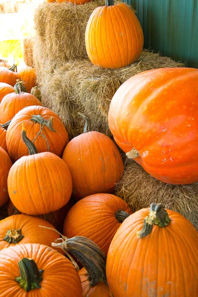 Pumpkins fresh picked from the patch — Stock Photo, Image