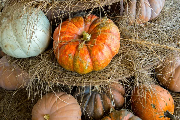 kabaklar ve su kabakları taze çiftlikten aldım