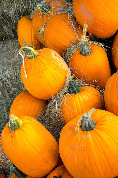 Pompoenen vers geplukt van de patch — Stockfoto