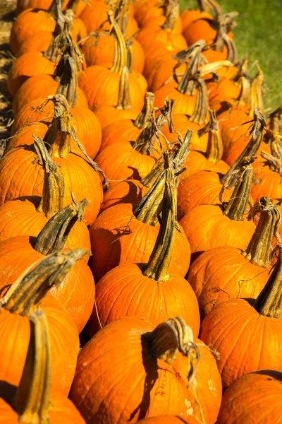 Pompoenen vers geplukt van de patch — Stockfoto