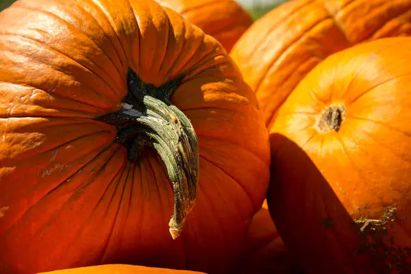 Zucche appena raccolte dal cerotto — Foto Stock