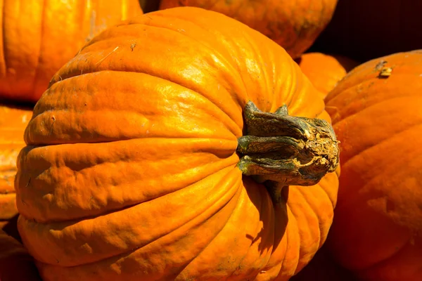 Calabazas frescas recogidas del parche —  Fotos de Stock