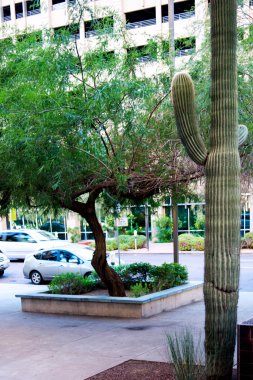 Kentsel streetscapes ve şehir Phoenix, Az binalar