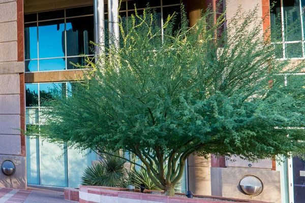 Stedelijke stadslandschappen en gebouwen in het centrum van Phoenix, Az — Stockfoto