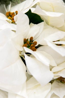 Noel süsleri - beyaz Atatürk çiçeği