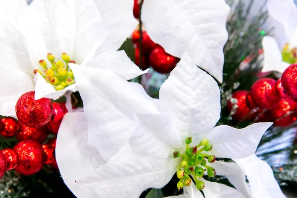 Adornos navideños - Poinsettia blanca — Foto de Stock