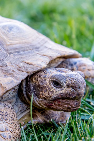 Dessert Schildkröte auf grünem Gras — Stockfoto