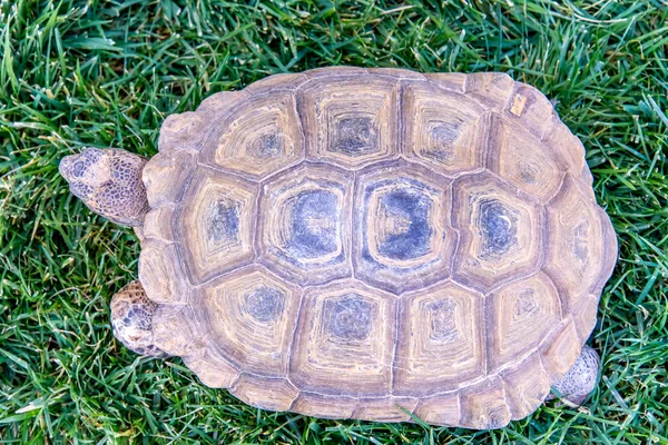 Dessert Schildkröte auf grünem Gras — Stockfoto