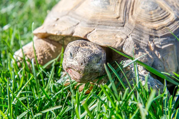 Dessert Schildkröte auf grünem Gras — Stockfoto