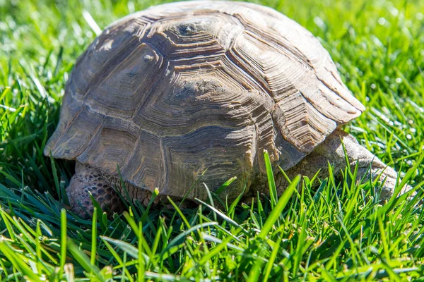 Dessert Schildkröte auf grünem Gras — Stockfoto