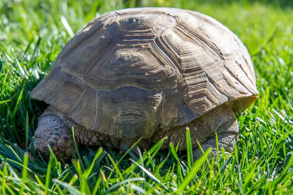 Dessert Schildkröte auf grünem Gras — Stockfoto