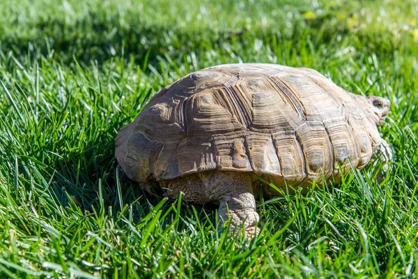 Dessert Schildkröte auf grünem Gras — Stockfoto