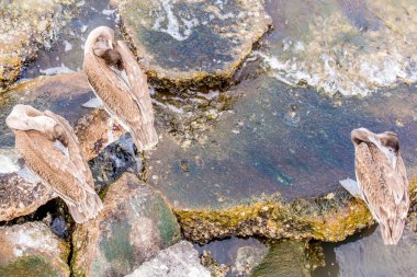 Pelikan Adası Galveston, Tx