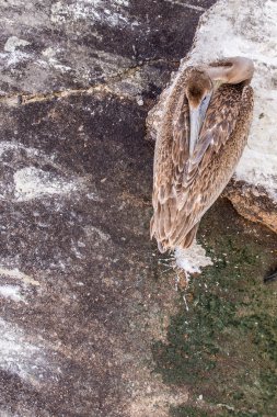 Pelikan Adası Galveston, Tx