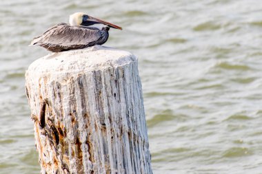 Pelikan Adası Galveston, Tx