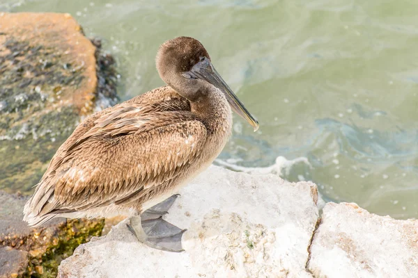 Pelícanos en Galveston Island, TX — Foto de Stock