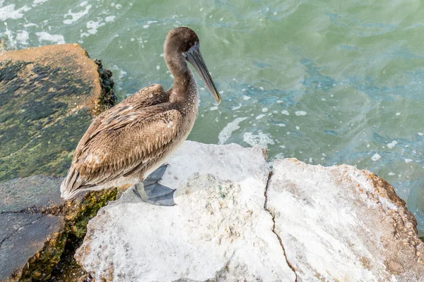 Pelikáni na Galveston Island, Tx — Stock fotografie