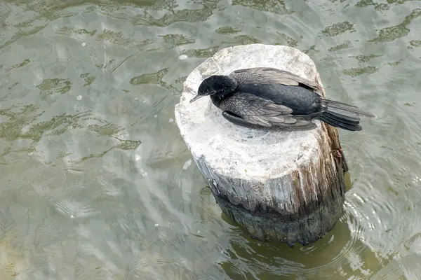 Aves marinhas pretas e brancas na Ilha Galveston, TX — Fotografia de Stock