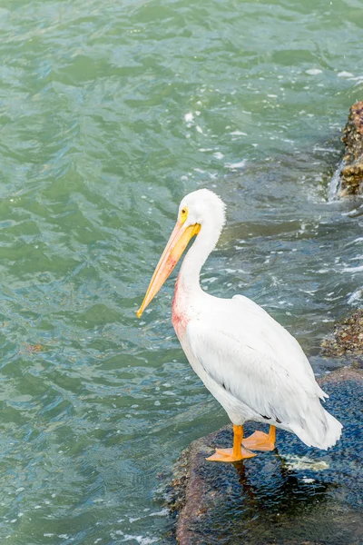 Pelicanos na Ilha Galveston, TX — Fotografia de Stock