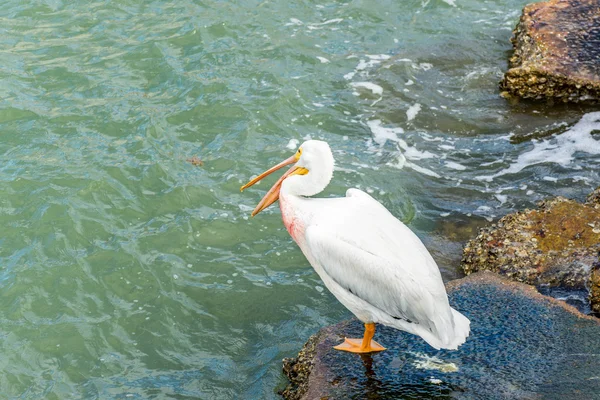 Pelícanos en Galveston Island, TX — Foto de Stock