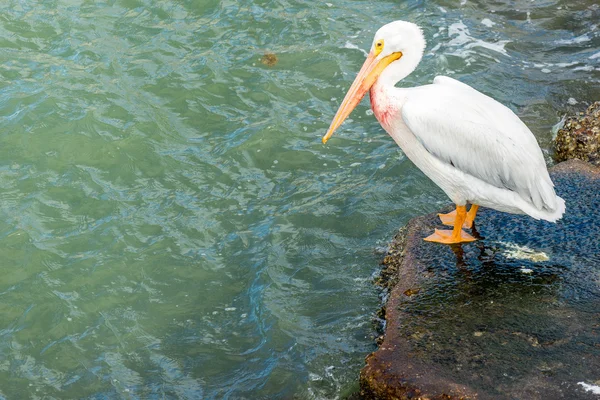 Pelícanos en Galveston Island, TX — Foto de Stock