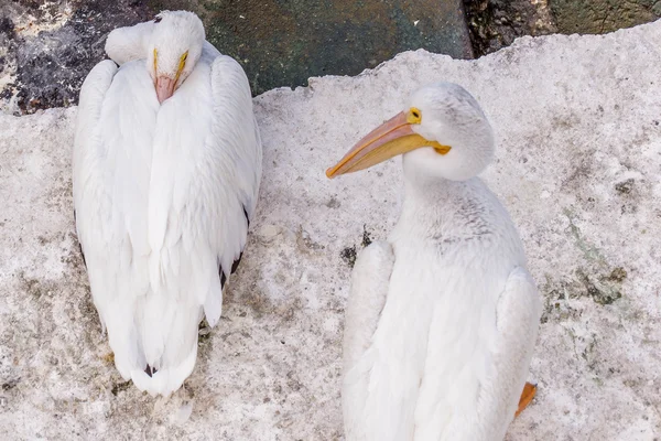 Pelikanen op Galveston Island, Tx — Stockfoto