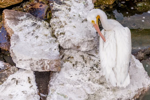 Pelikanen op Galveston Island, Tx — Stockfoto