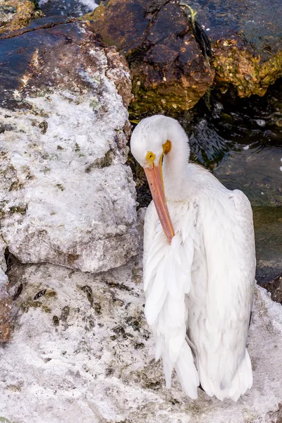 Pelicanos na Ilha Galveston, TX — Fotografia de Stock