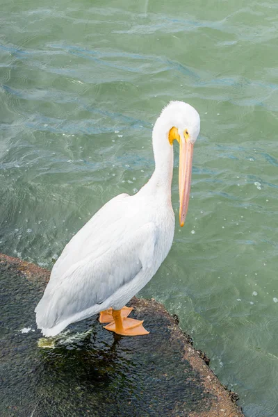 Pelikanen op Galveston Island, Tx — Stockfoto