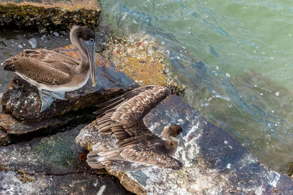 Pelícanos en Galveston Island, TX — Foto de Stock