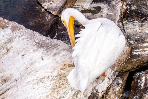 Pelicans at Galveston Island, TX — Stock Photo, Image