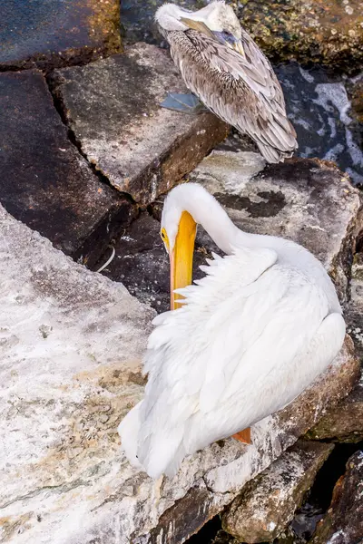 Pelicanos na Ilha Galveston, TX — Fotografia de Stock