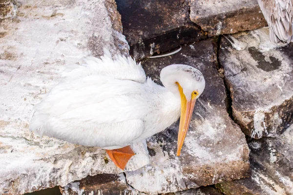 Pelicans a Galveston Island, TX — Foto Stock