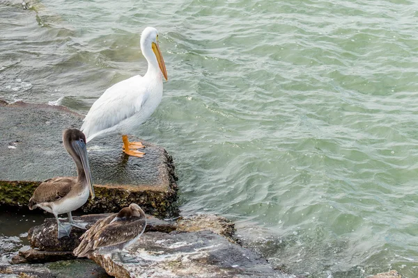 Pelikáni na Galveston Island, Tx — Stock fotografie