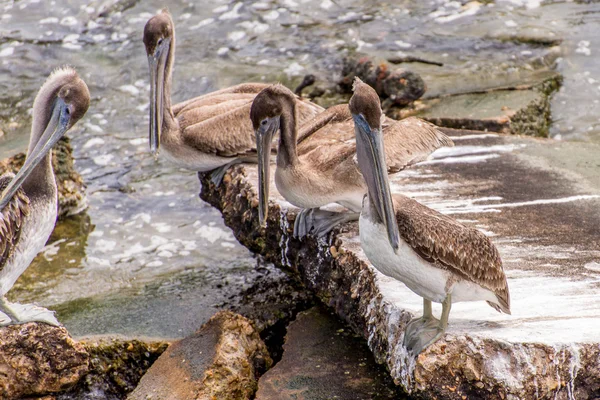 Pelikáni na Galveston Island, Tx — Stock fotografie