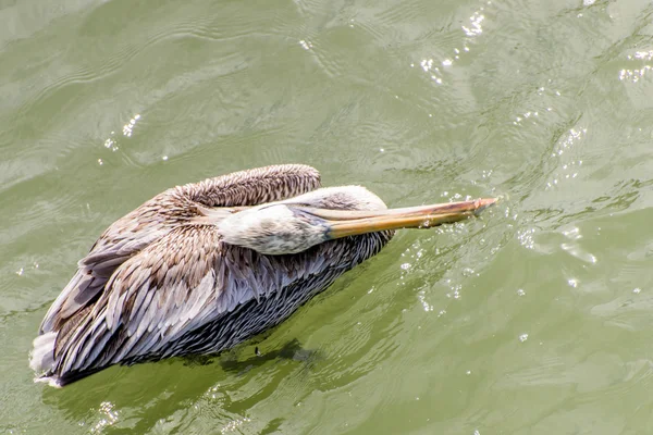 Pelikanen op Galveston Island, Tx — Stockfoto
