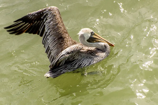 Pelikany w wyspę Galveston, Tx — Zdjęcie stockowe