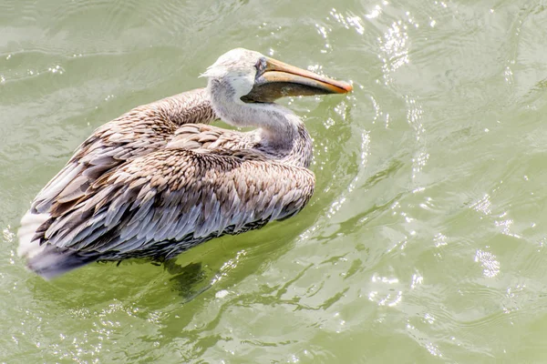 Pelícanos en Galveston Island, TX — Foto de Stock