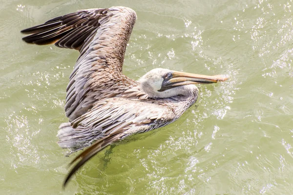 Pelicanos na Ilha Galveston, TX — Fotografia de Stock