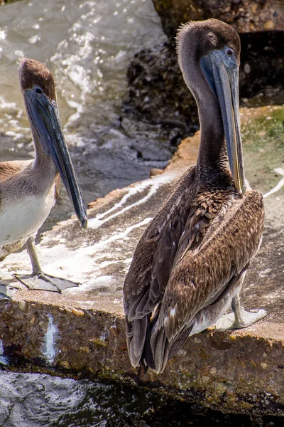 Pelícanos en Galveston Island, TX — Foto de Stock