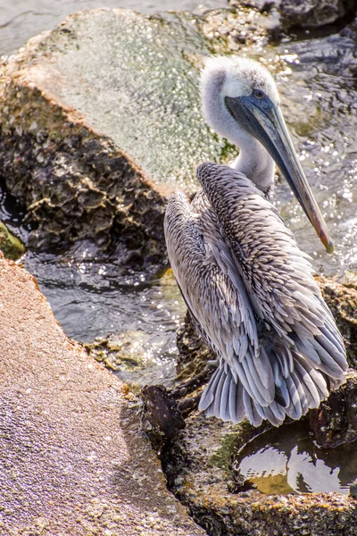 Pélicans à Galveston Island, TX — Photo