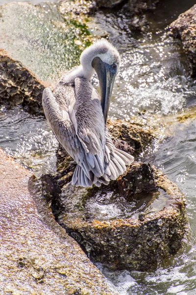 Pelicans at Galveston Island, TX — Stock Photo, Image