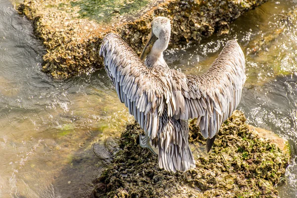 Pelicans at Galveston Island, TX — Stock Photo, Image